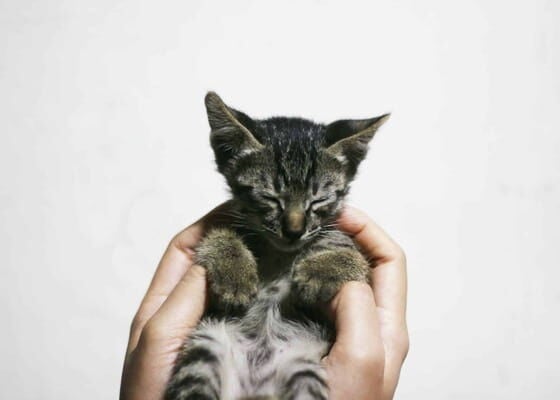 Popüler Erkek Kedi Ve Dişi Kedi İsim Önerileri
