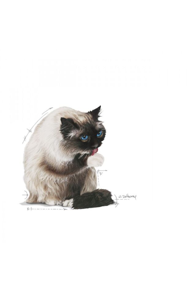 Hairball Care Yetişkin Kedi Maması 2 Kg