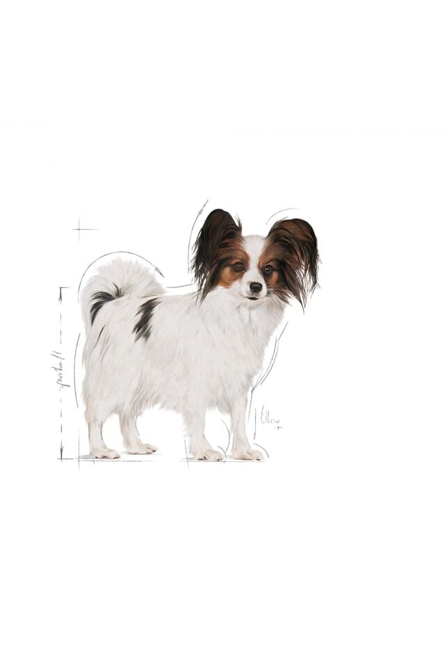 Xsmall Adult Çok Küçük Irklar Için Kuru Köpek Maması 3kg