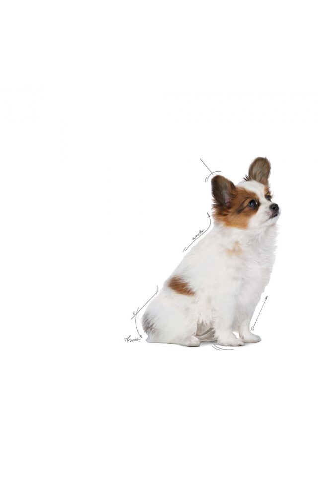 Xsmall Puppy Çok Küçük Irklar Için Yavru Kuru Köpek Maması 3kg