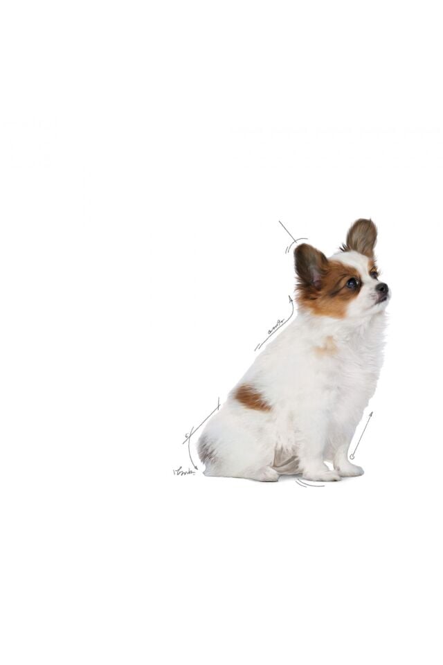 Xsmall Puppy Çok Küçük Irklar Için Yavru Kuru Köpek Maması 3kg