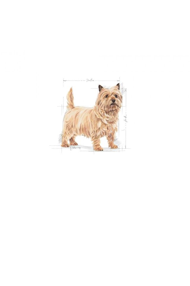 Mini Lightweight Kuru Köpek Maması 3kg