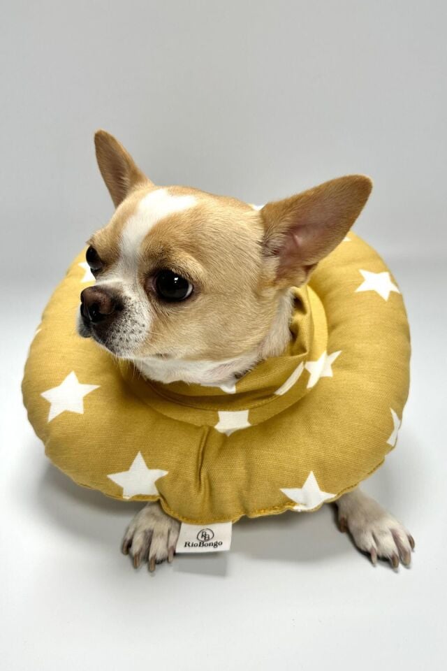 RİOBONGO Yıkanabilir Kedi & Köpek Yakalık Sarı No:7.5