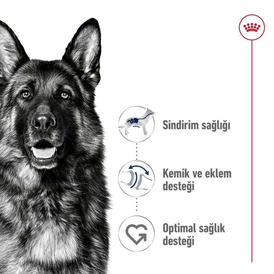 Royal Canin Maxi Adult Büyük Irk Yetişkin Köpek Maması 15kg