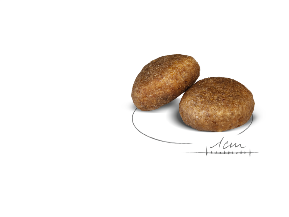 Royal Canin Maxi Adult Büyük Irk Yetişkin Köpek Maması 15kg