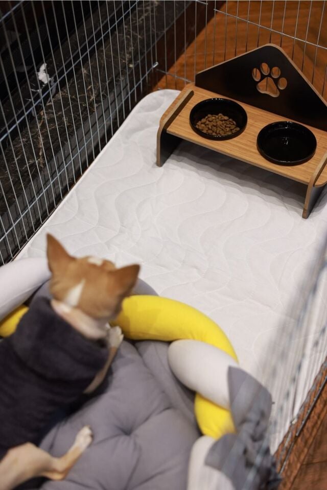 RİOBONGO | Yıkanabilir Köpek Çiş Pedi | Sıvı Geçirmez | Köpek Tuvalet Eğitimi | 60 X 90cm