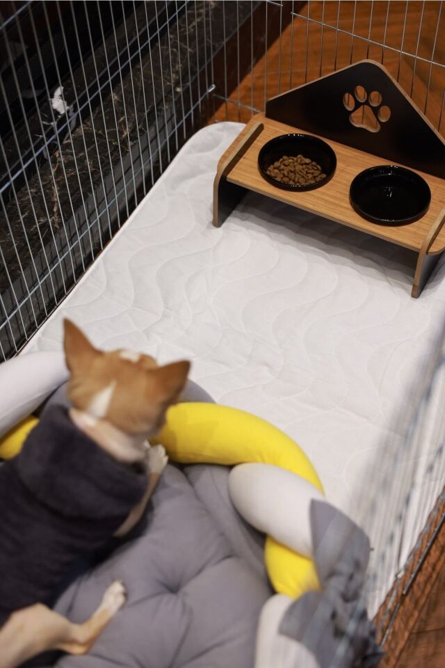 RİOBONGO | Yıkanabilir Köpek Çiş Pedi | Sıvı Geçirmez | Köpek Tuvalet Eğitimi | 60 X 90cm