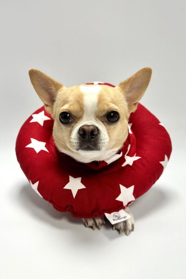 RİOBONGO Yıkanabilir Kedi & Köpek Yakalık Kırmızı No:12.5